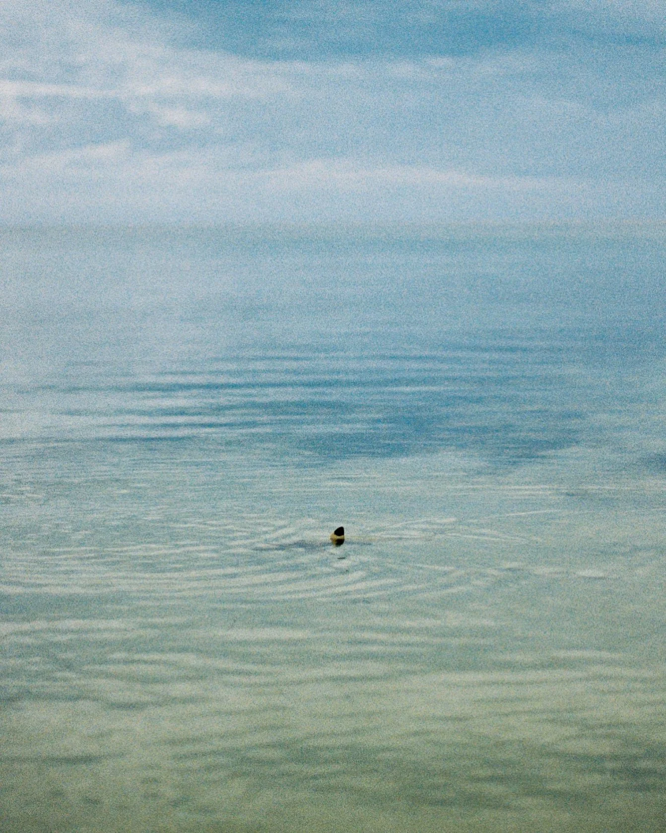 Baby shark on 35mm film in Fiji. 🌴 Such a curious little guy 🦈 
.
.
.
.
#fiji #reefshark #yasawaislands #analogphotographer #underwaterphotographer