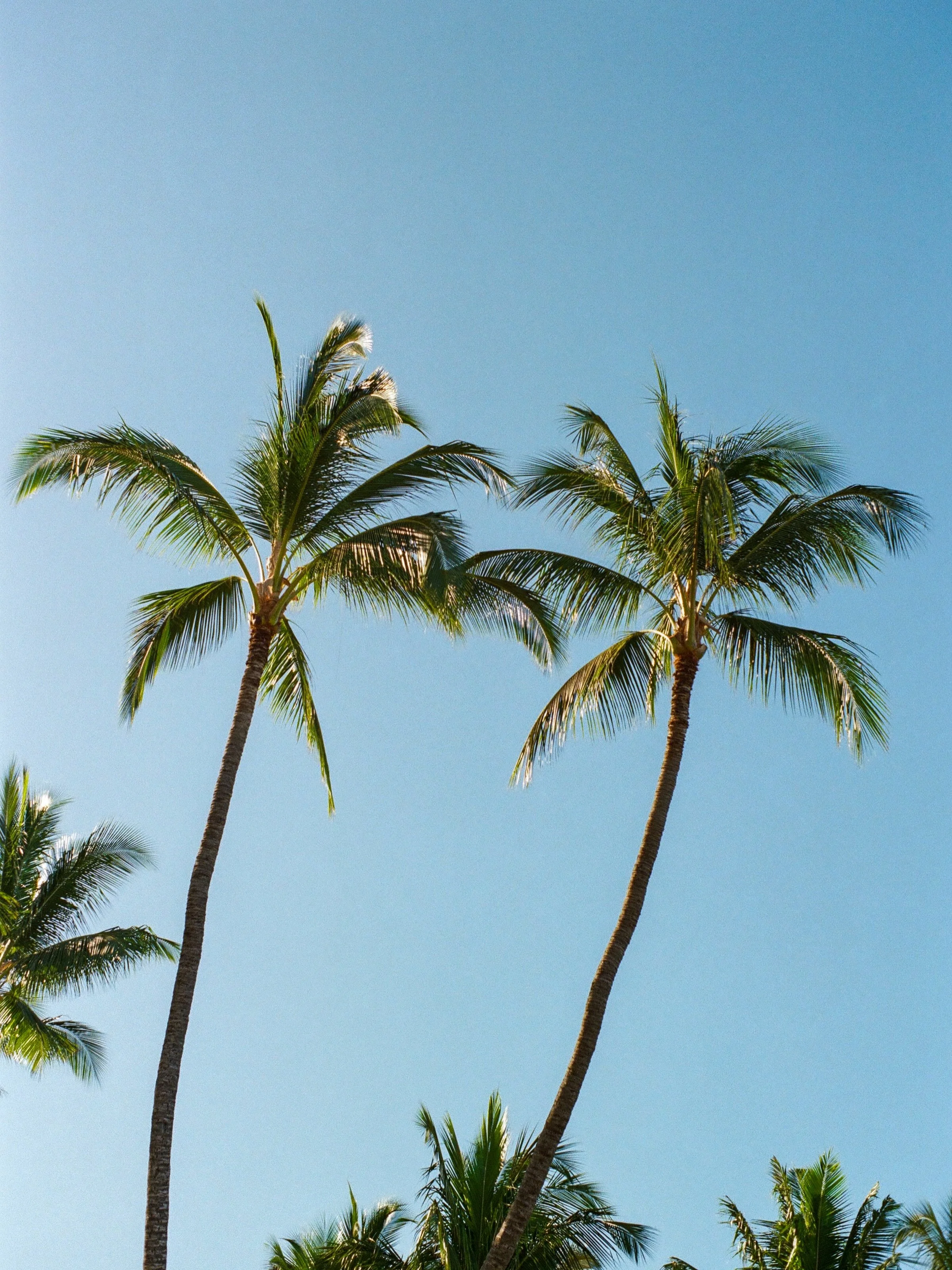 Palmtree paradise in Hawaiiii. 🌴 Shot on 35mm film in Maui
.
.
.
.
#maui #hawaii #35mm #analogphotographer #filmphotograph