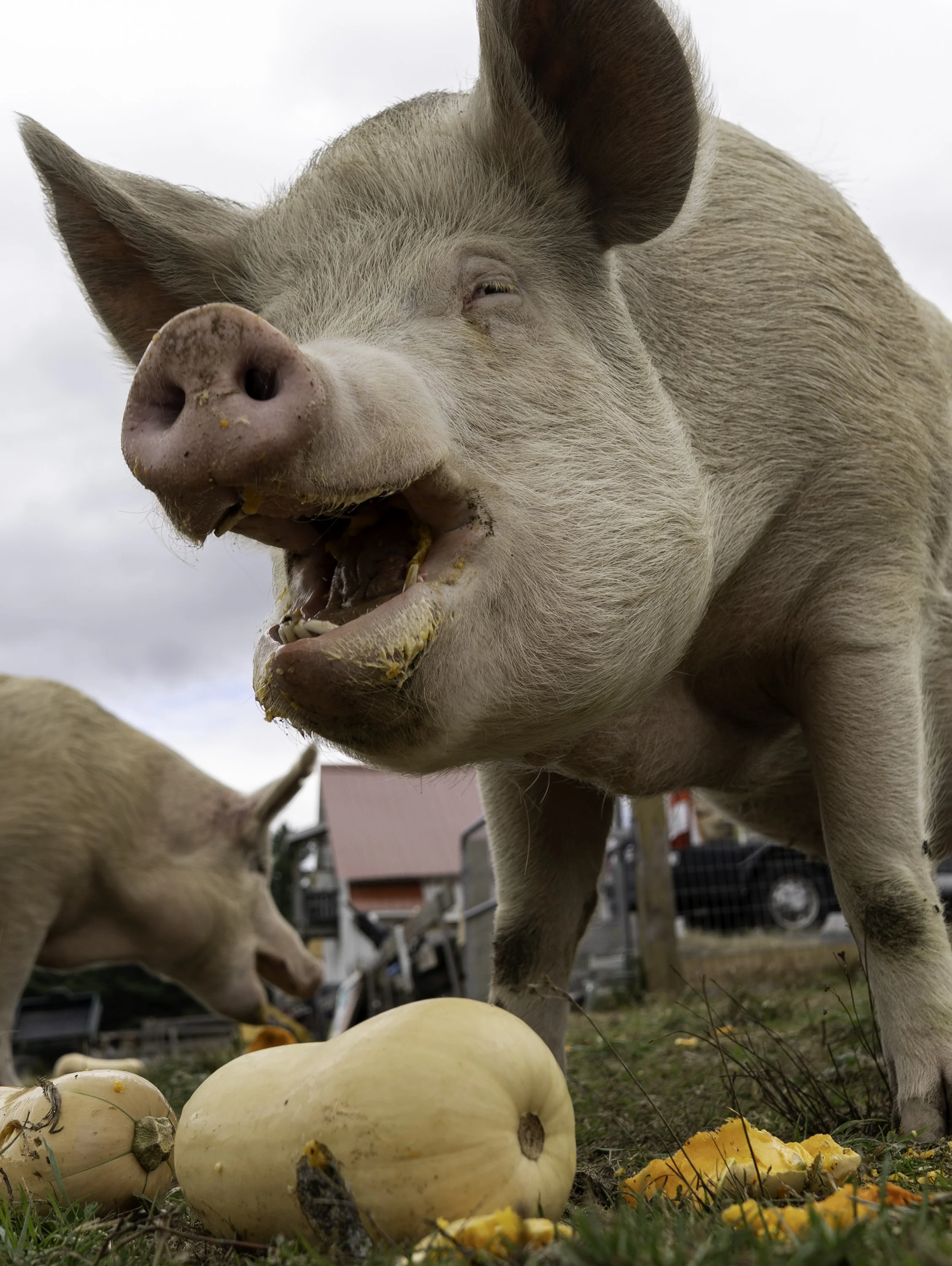 Life in a pig sanctuary