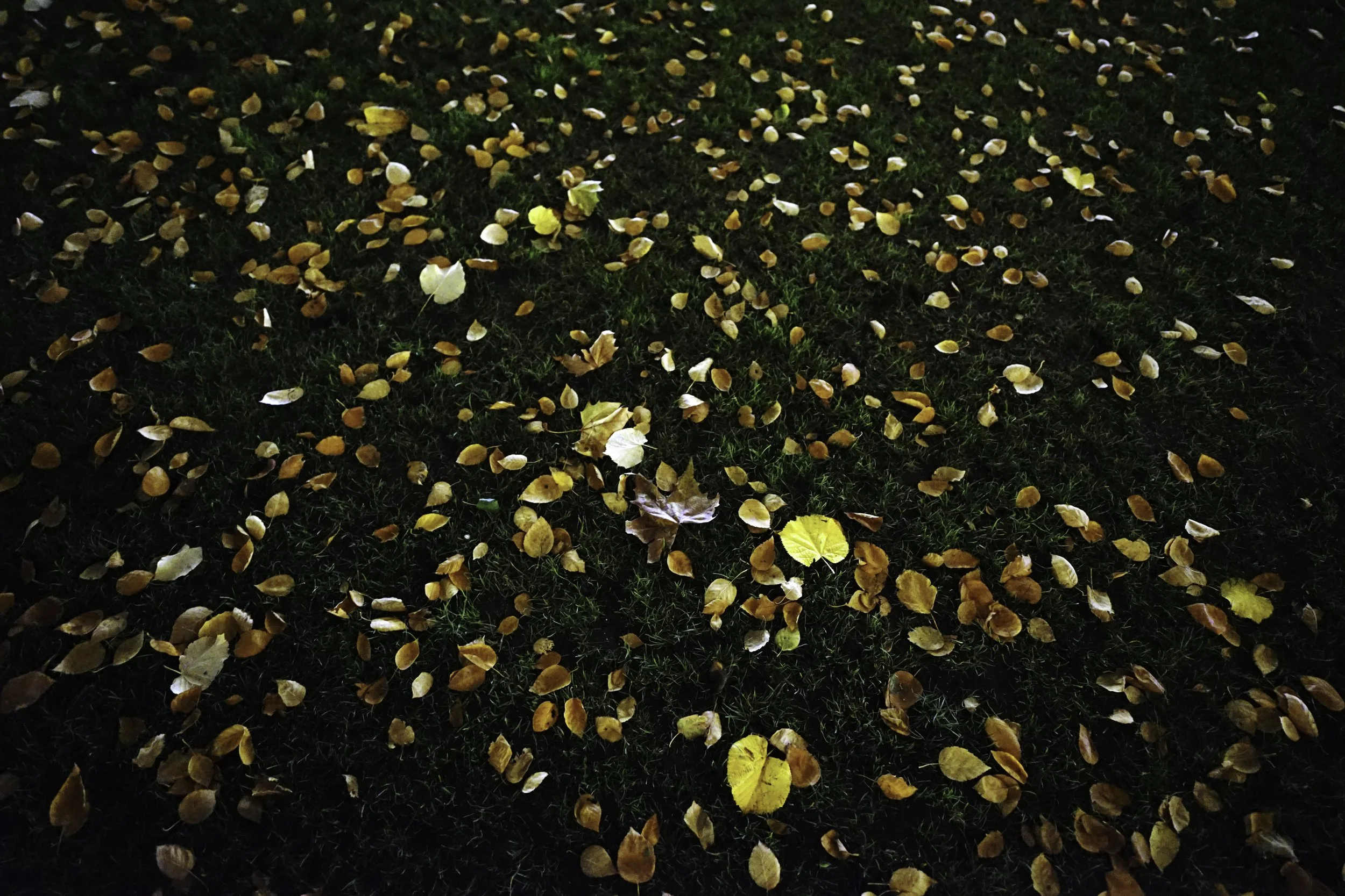 Arisa_Haboshi_201114_DSC00076.JPG