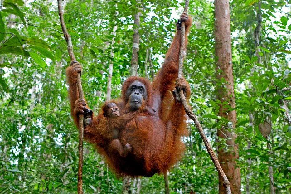 orangutang.jpg