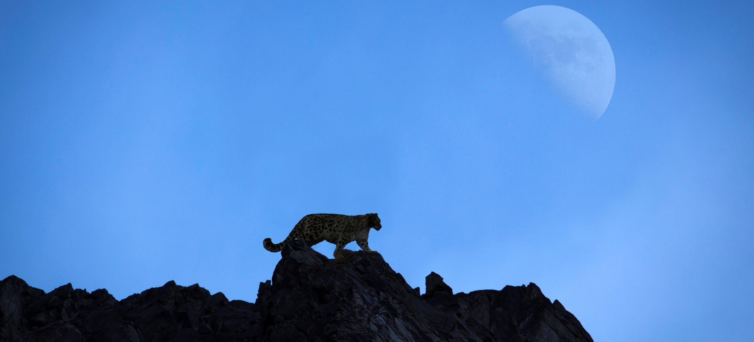 snowleopard2slim-e1526569995695.jpg