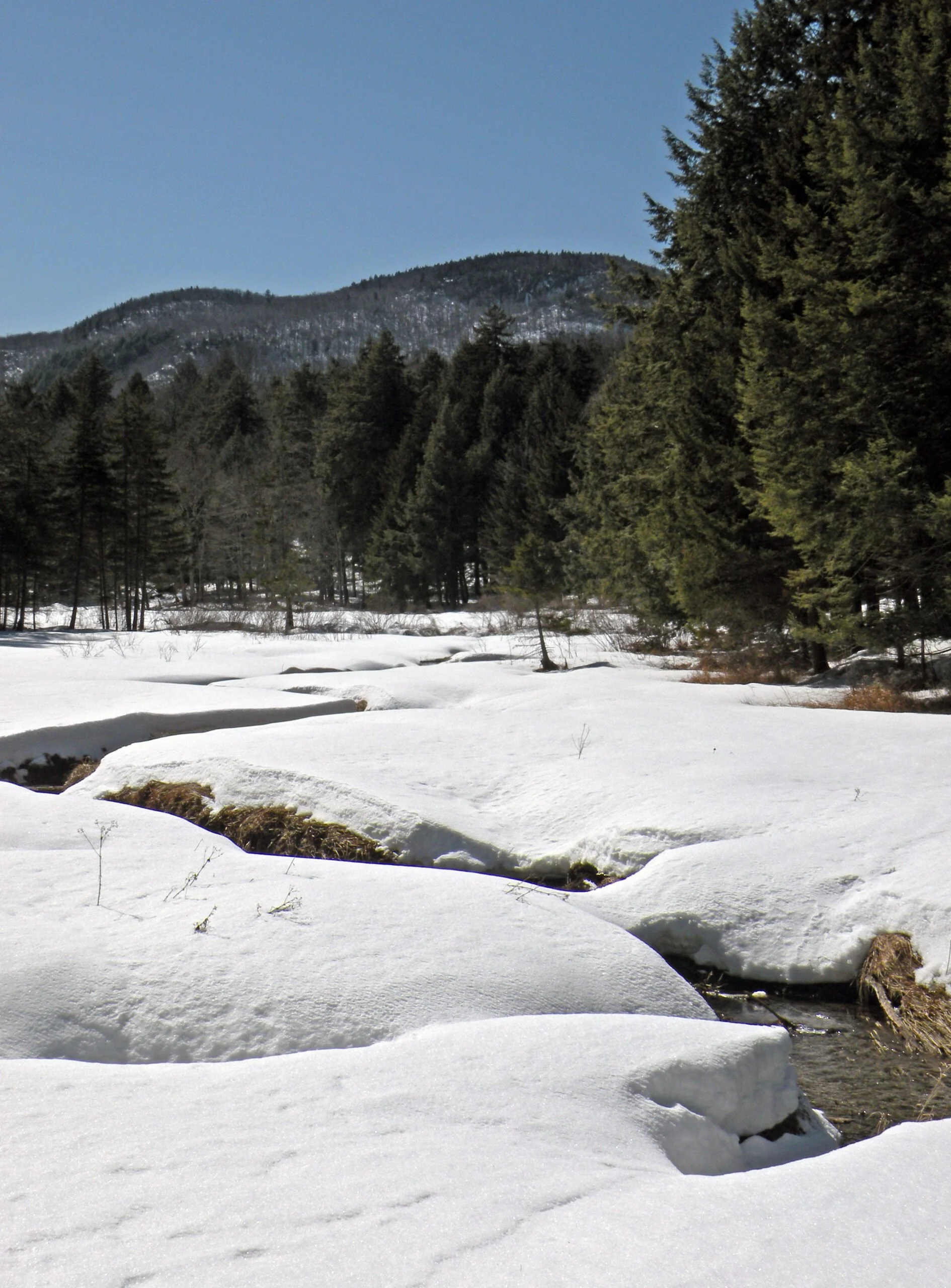 Vly near Wallace Mountain