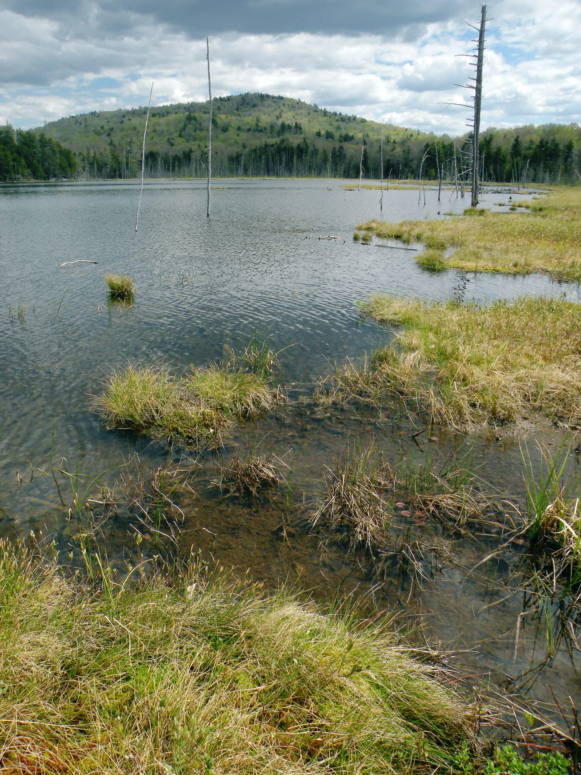 Antediluvian Pond