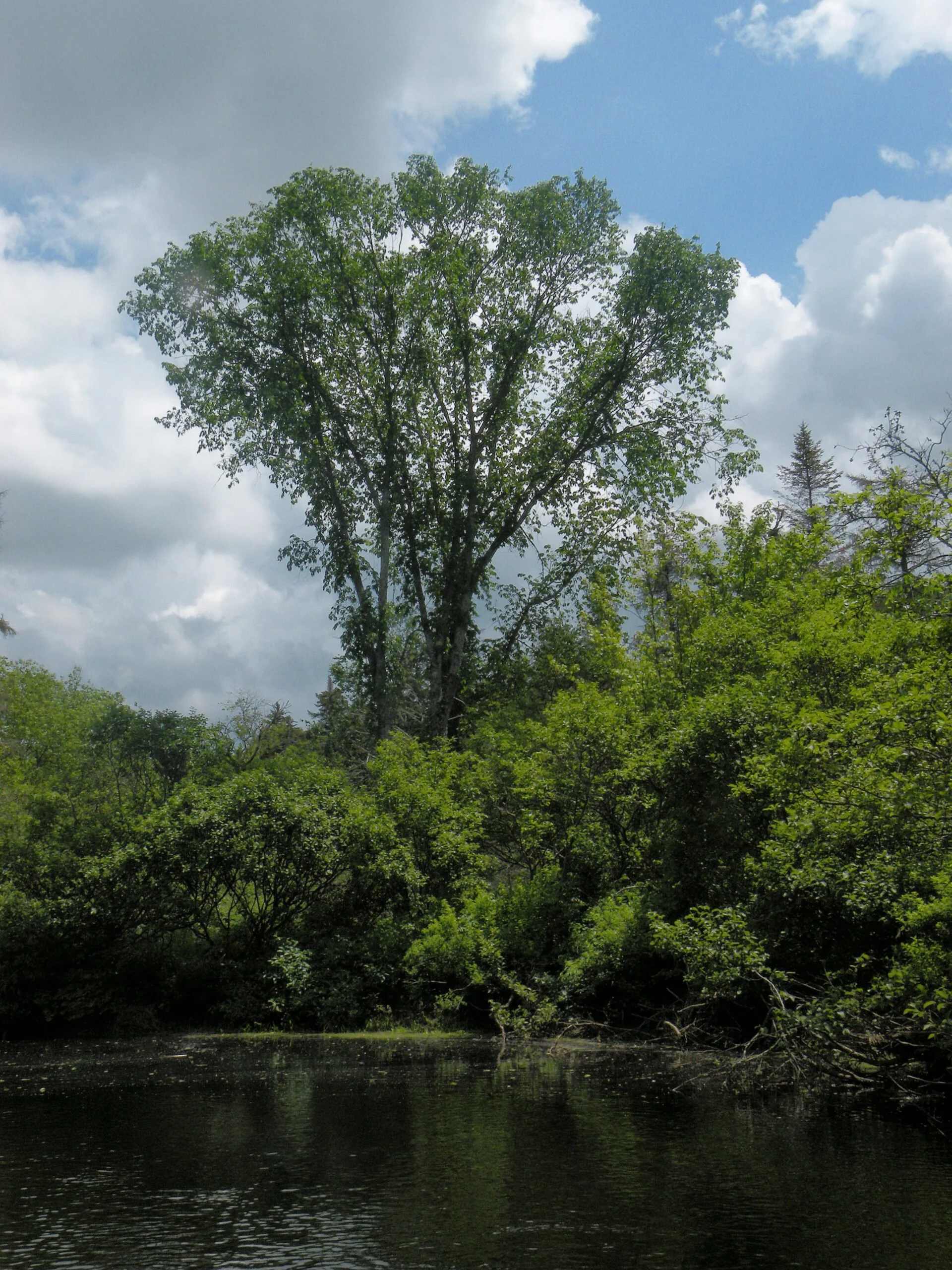 Elm Tree on the Jessup River