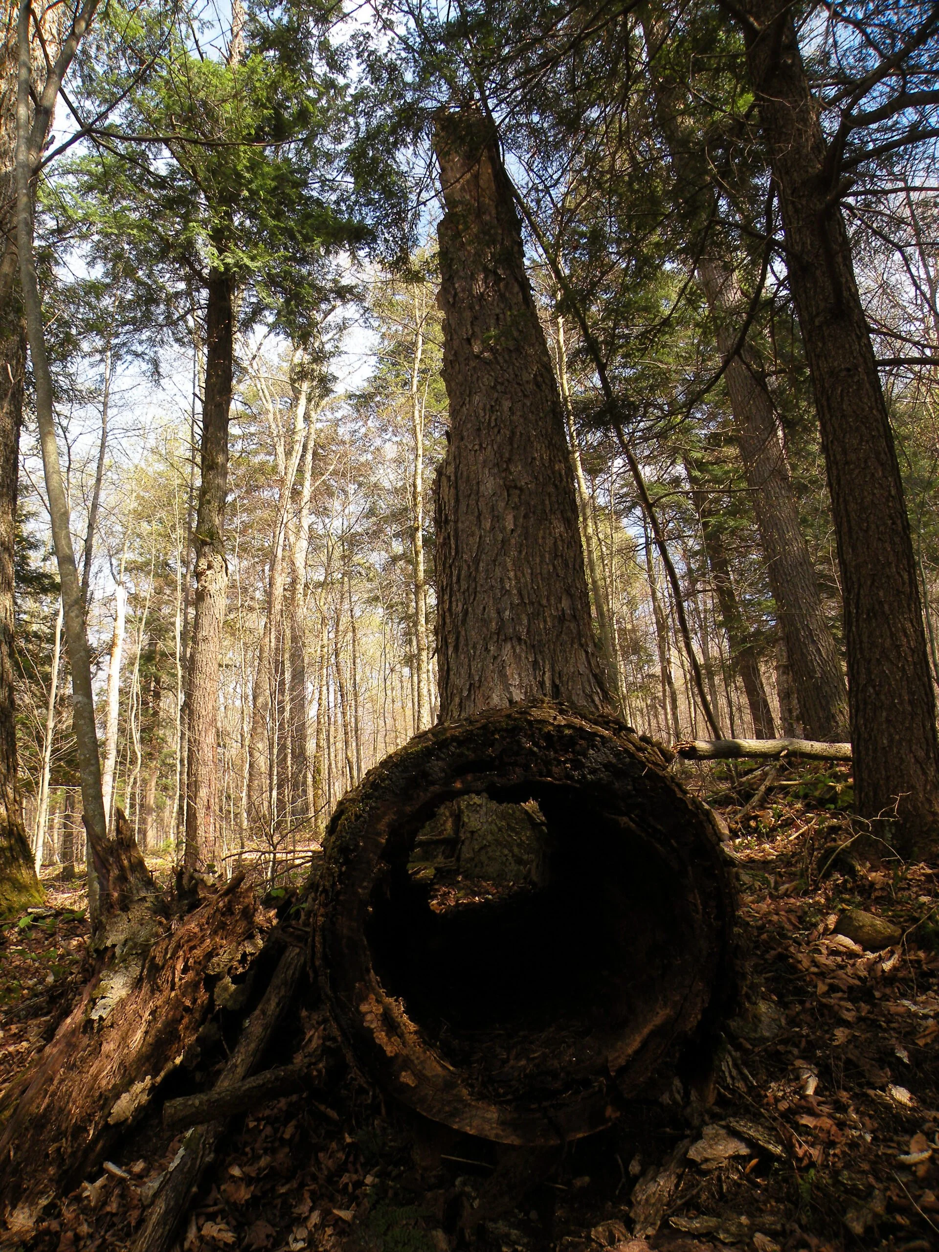 On the Trail to Dunning Pond