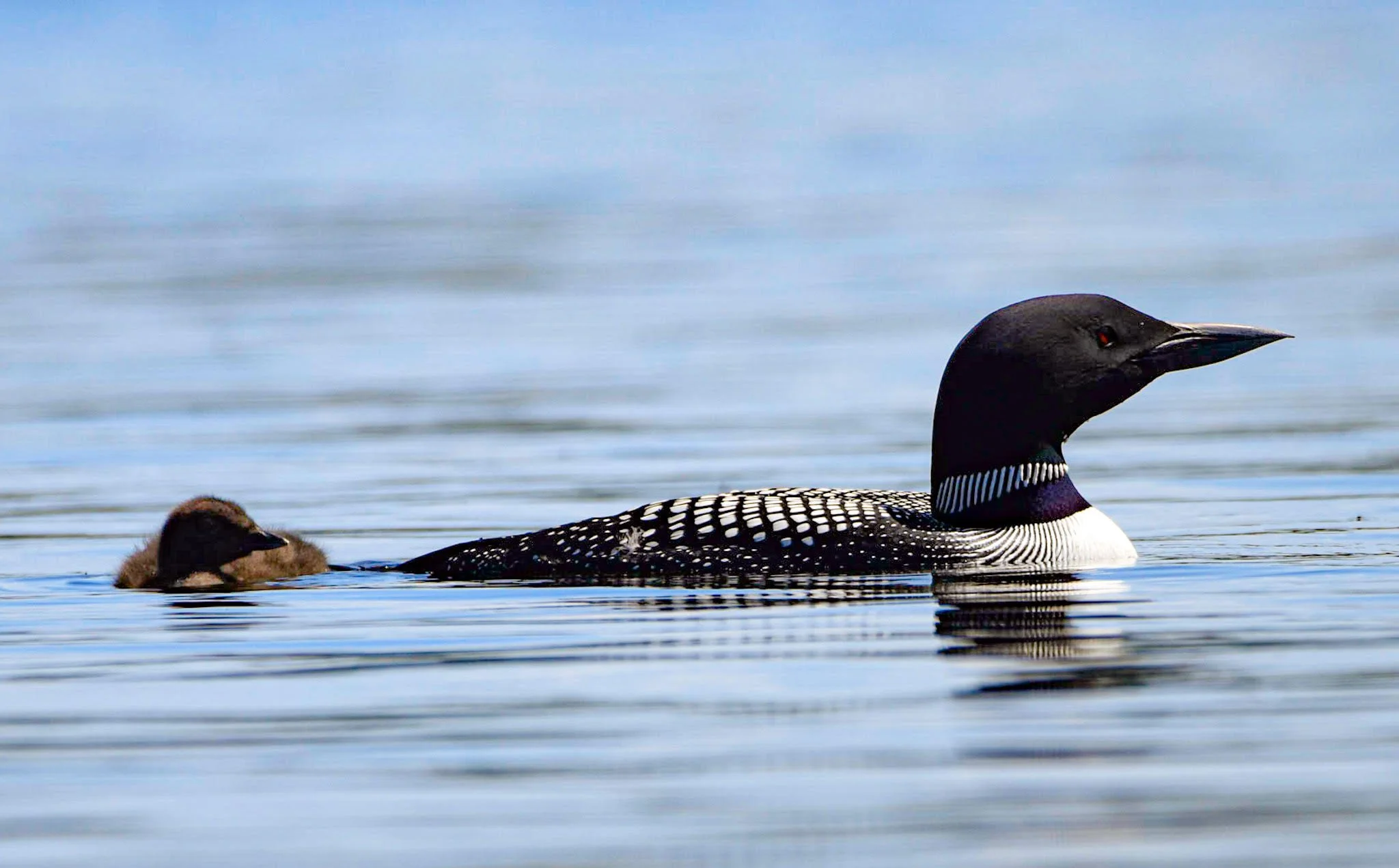 Icons of the Wild: Twitchell Lake Loons