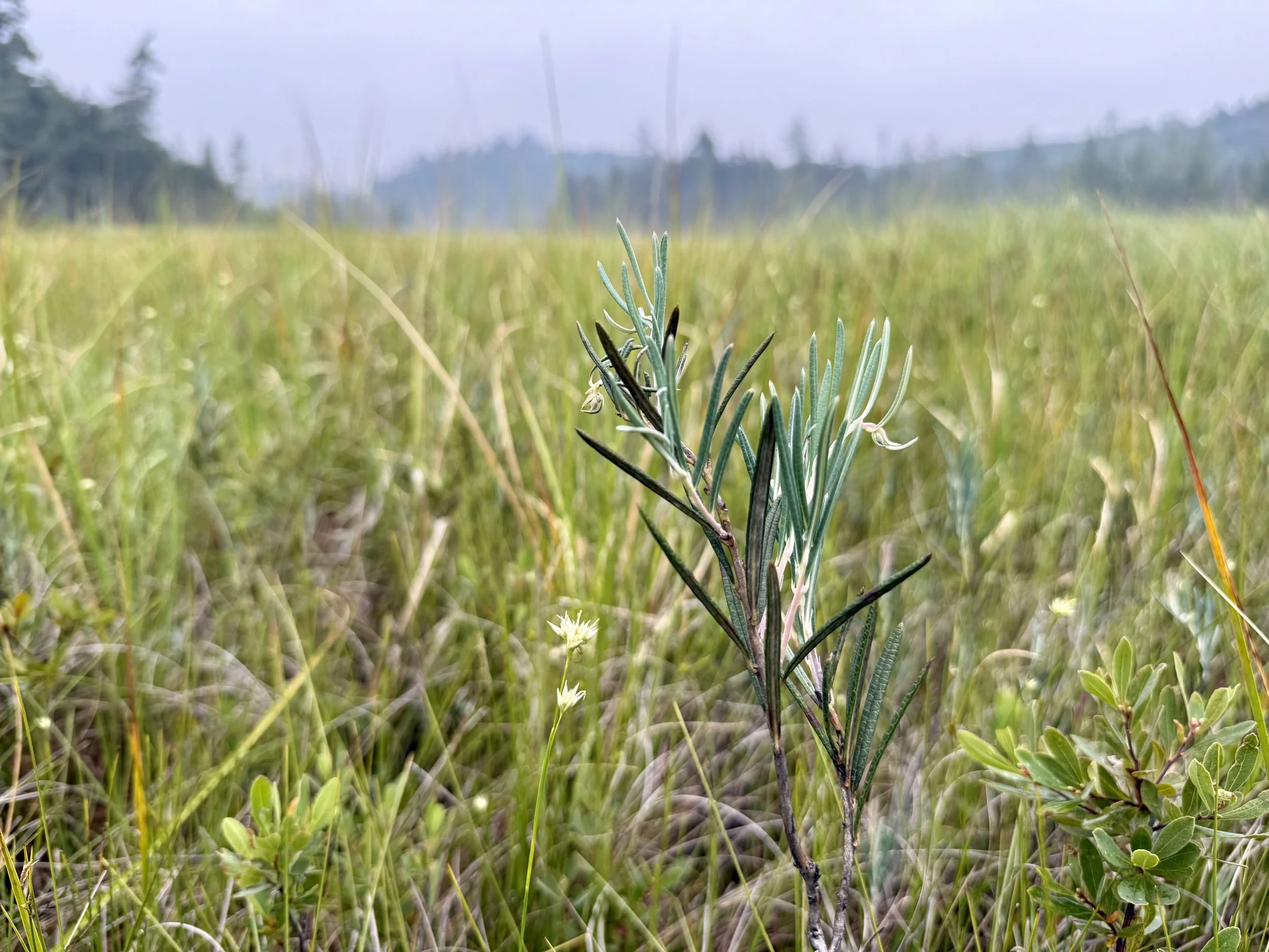 Wild rosemary