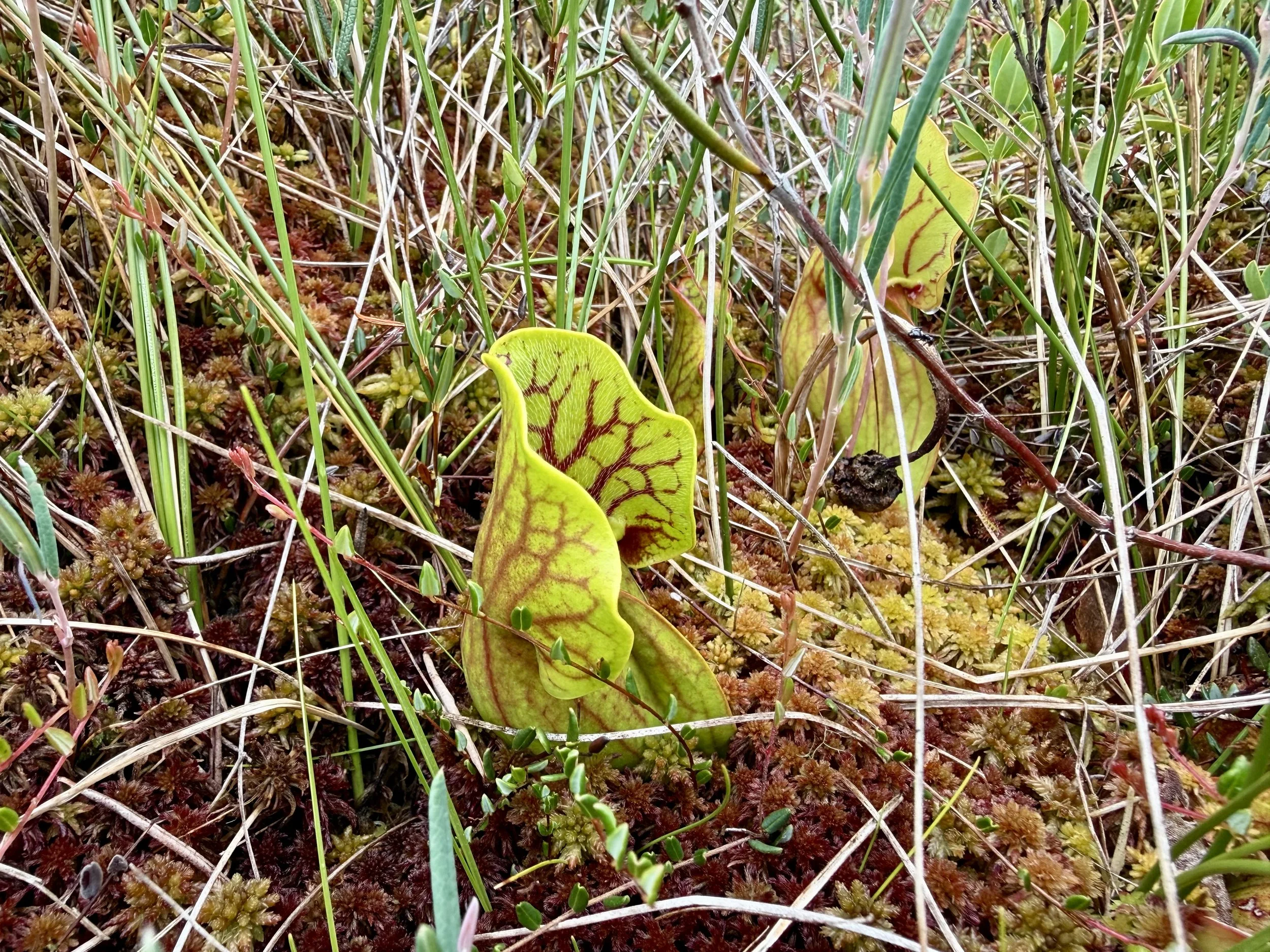 Pitcher plant