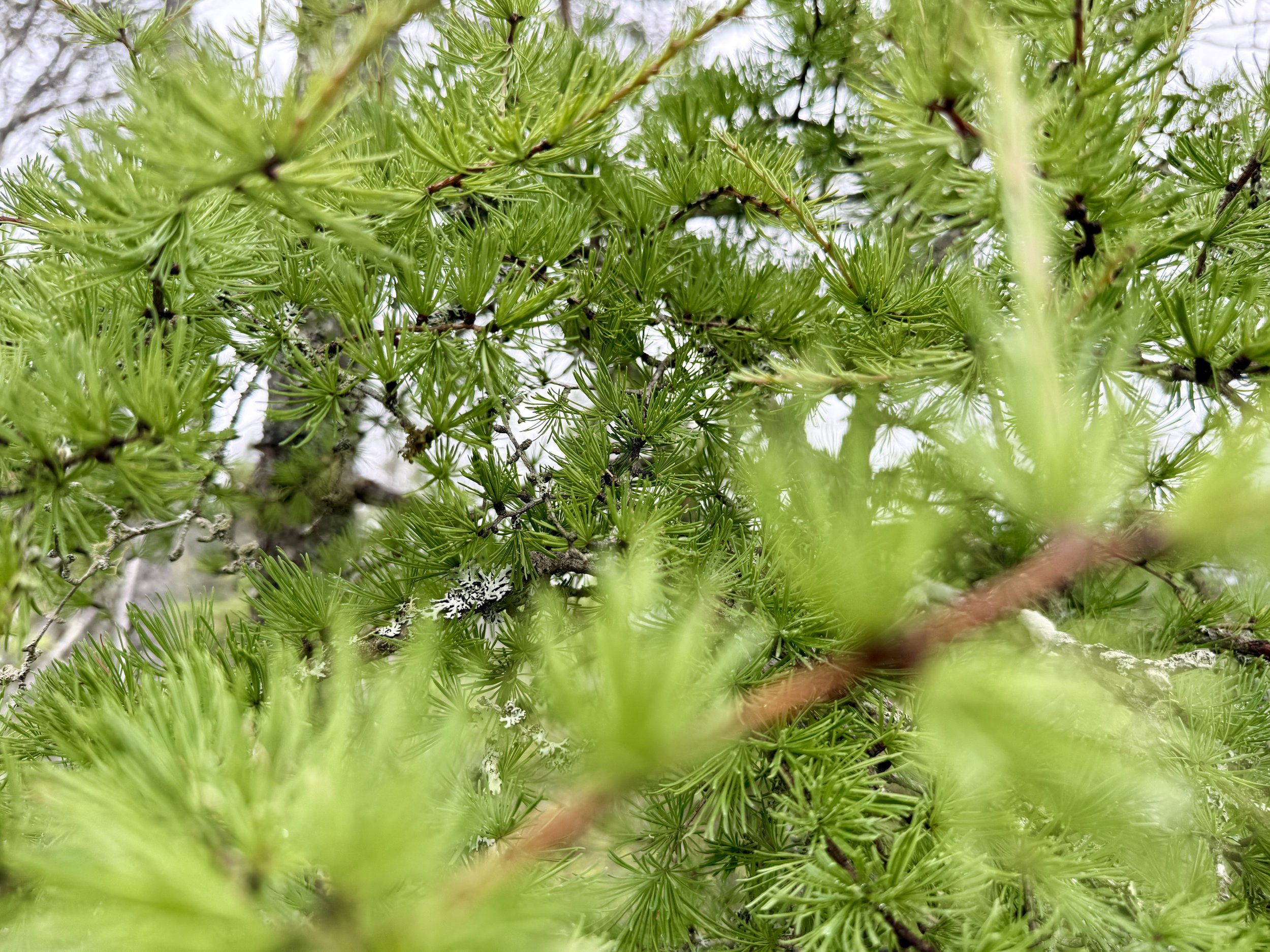 Tamarack