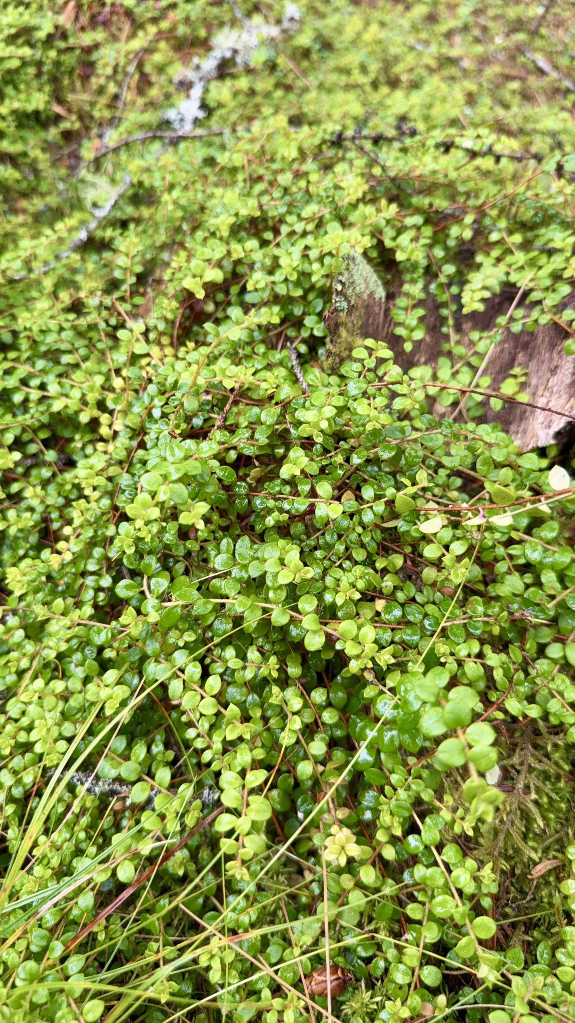 Creeping snowberry