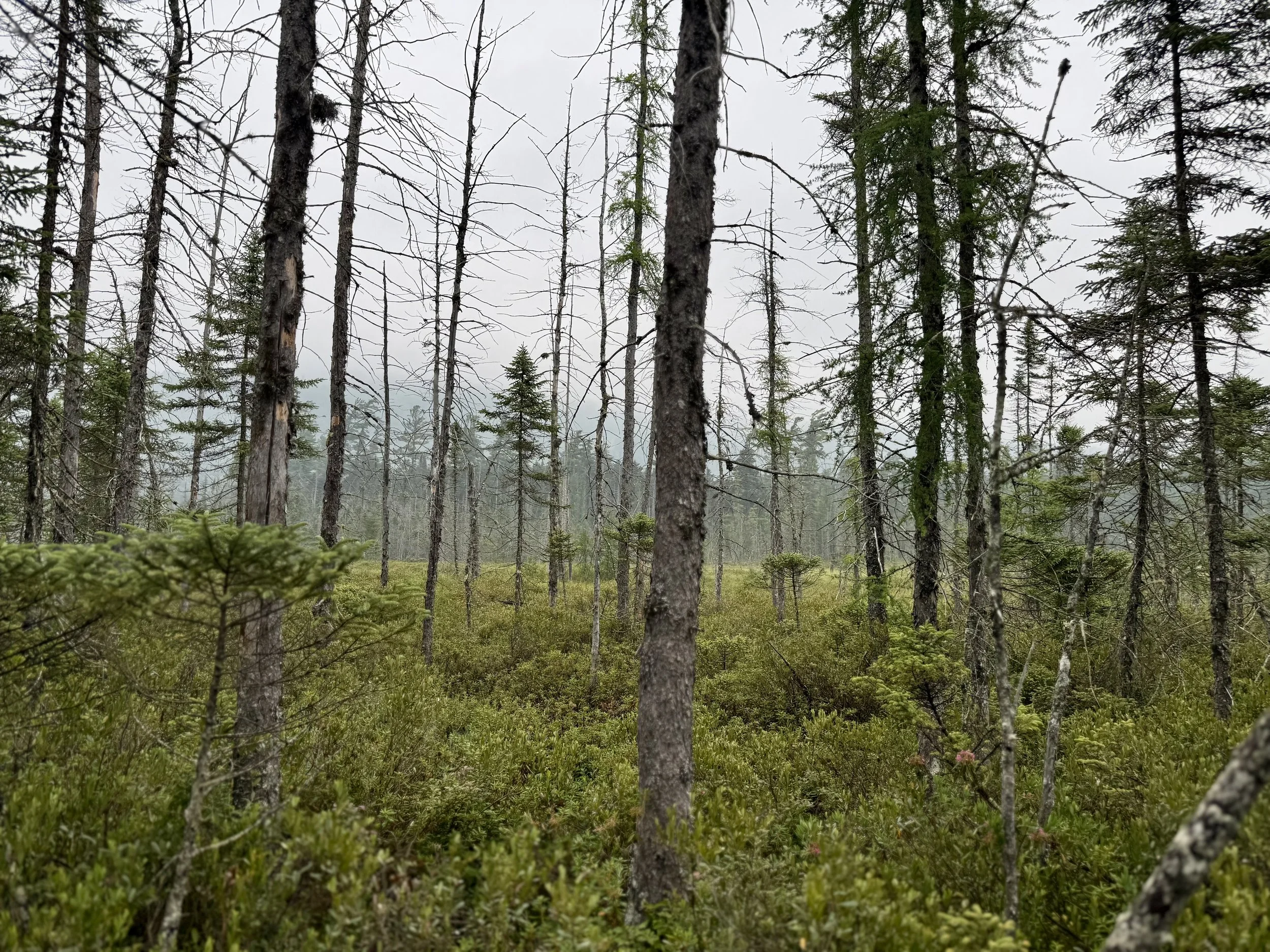 ferds-bog-forest.jpeg