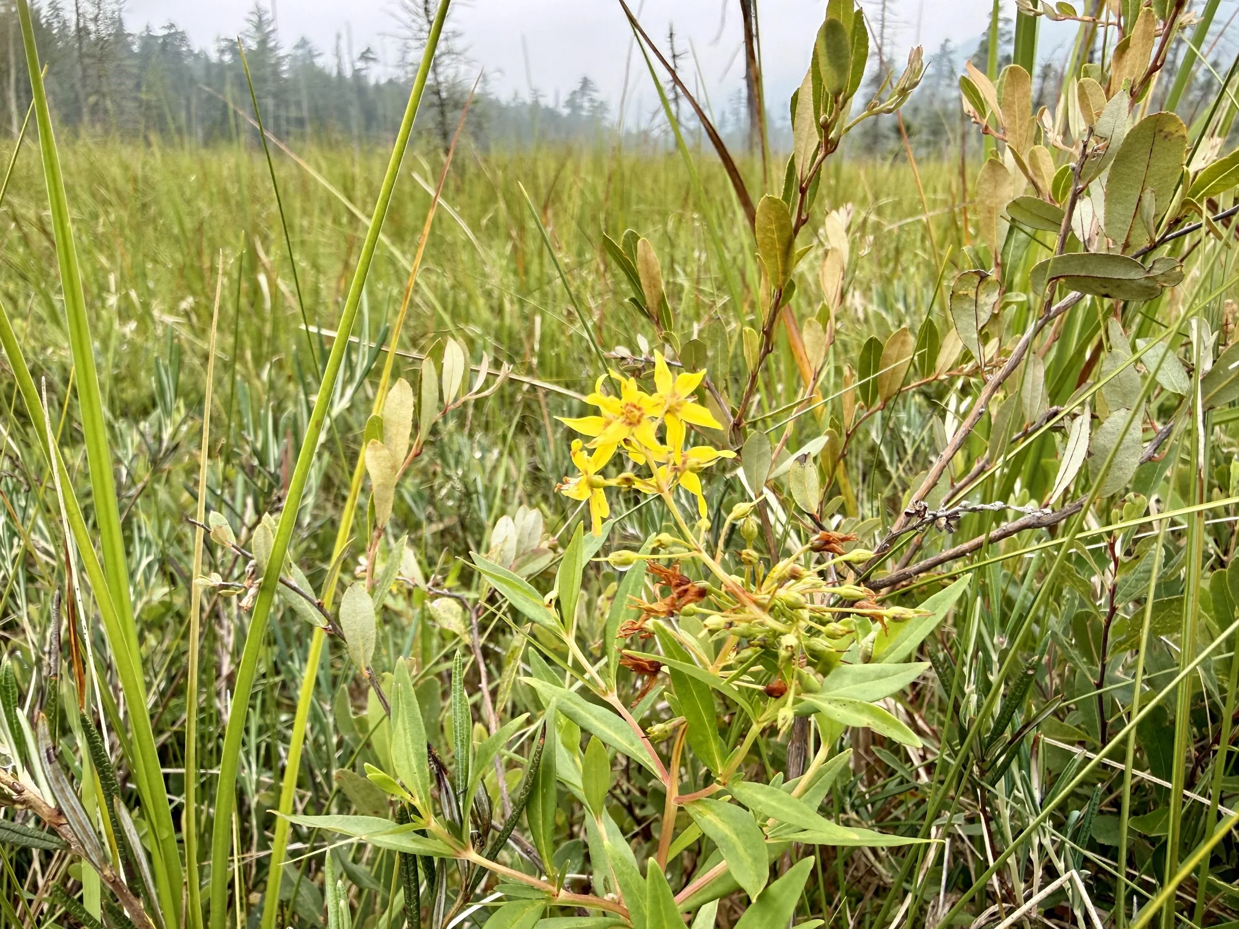 ferds-bog-flower.jpg