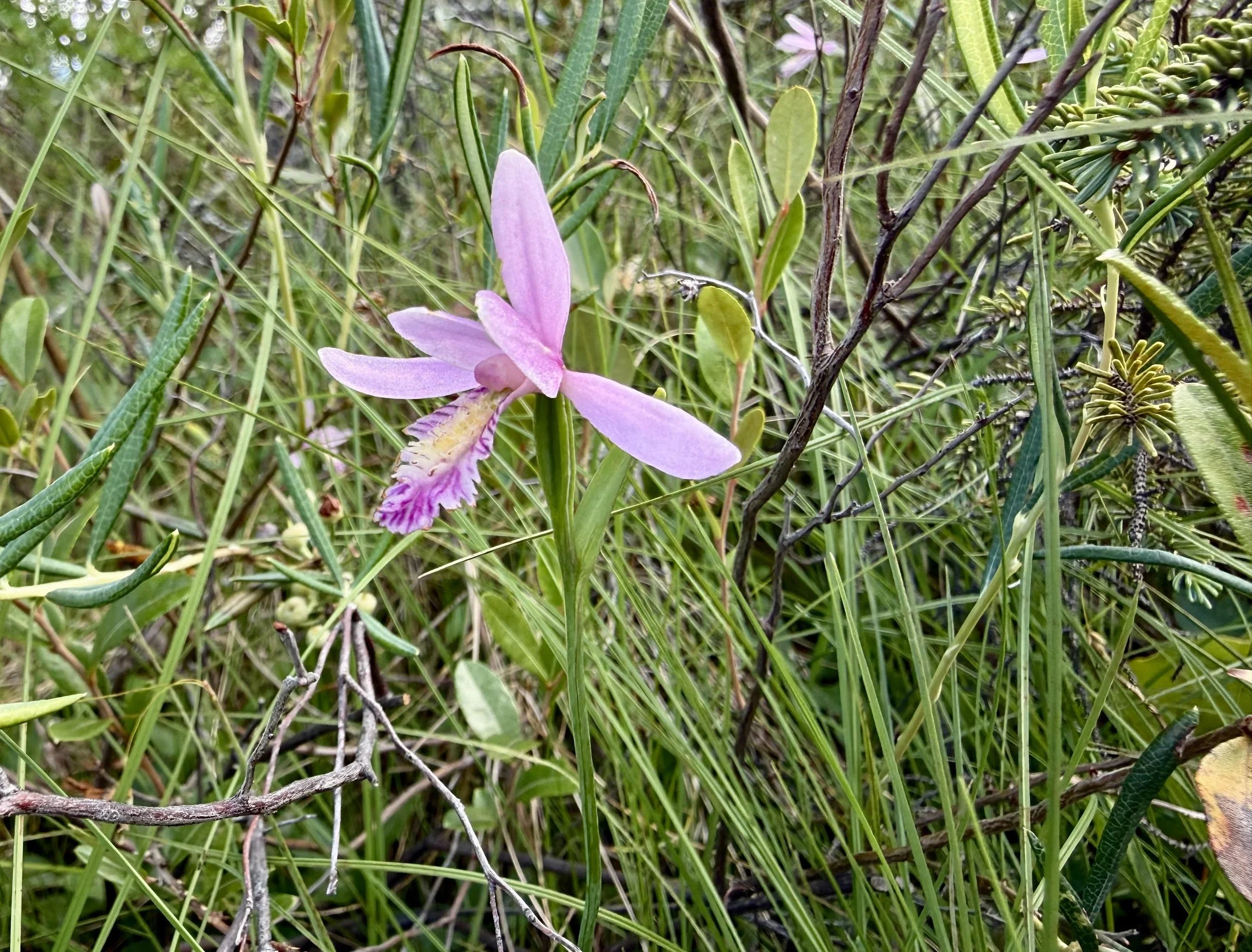 rose-pogonia.jpg