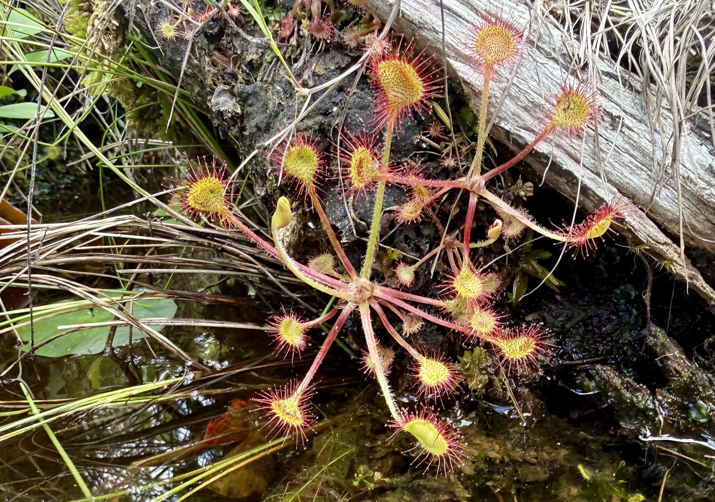 sundew.jpg