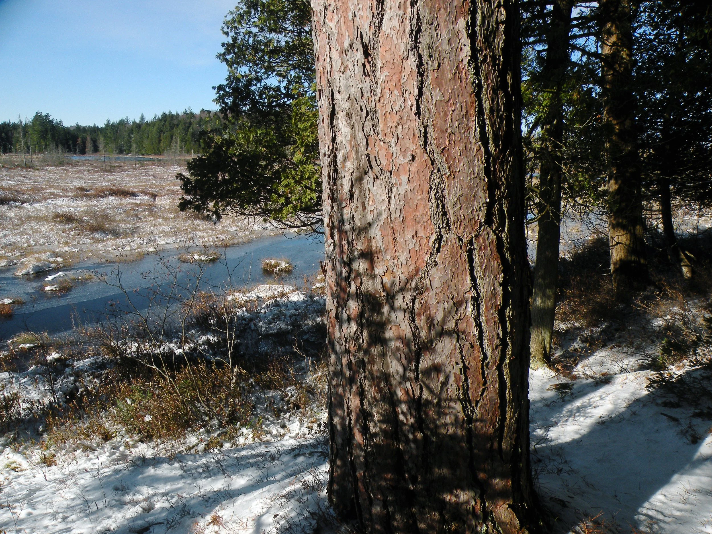 AWA Proposes Adjustments to Wilderness Snowmobile Plan