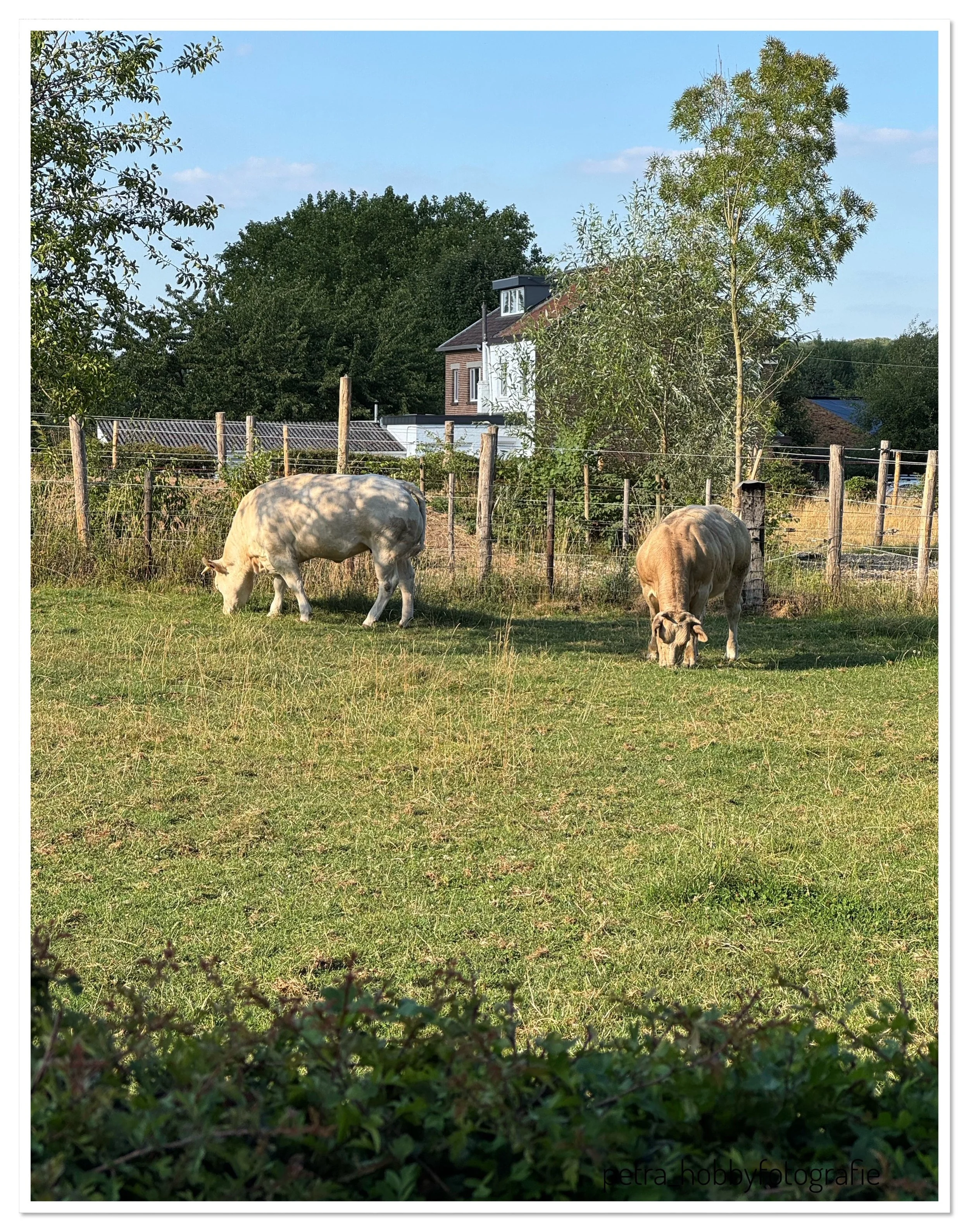 IMG_0955.jpeg