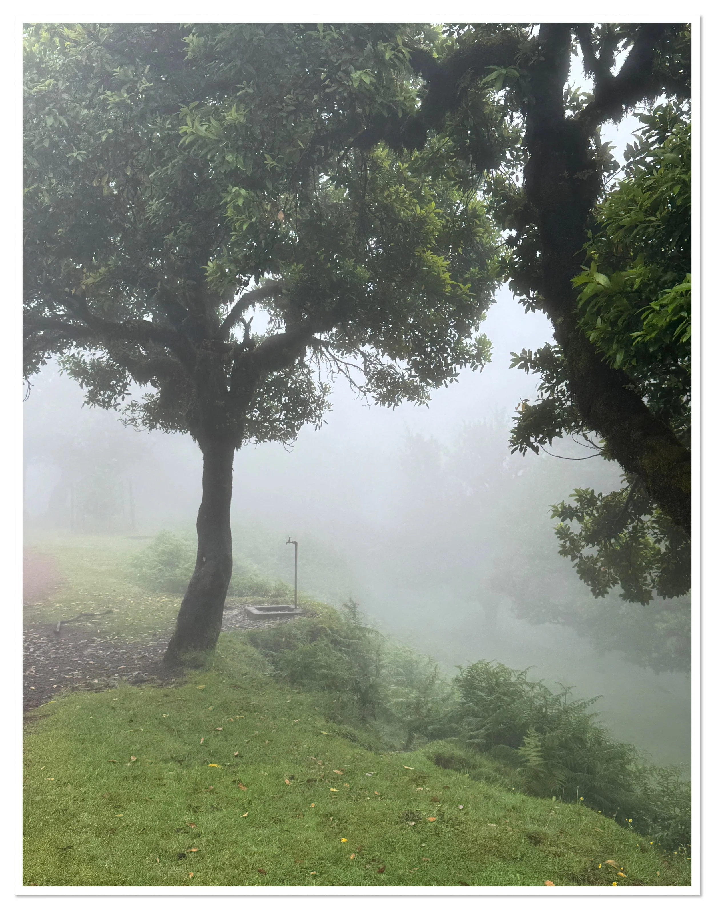 A foggy outdoor scene with two large trees, a grassy area, a small water faucet, and lush greenery in the background.