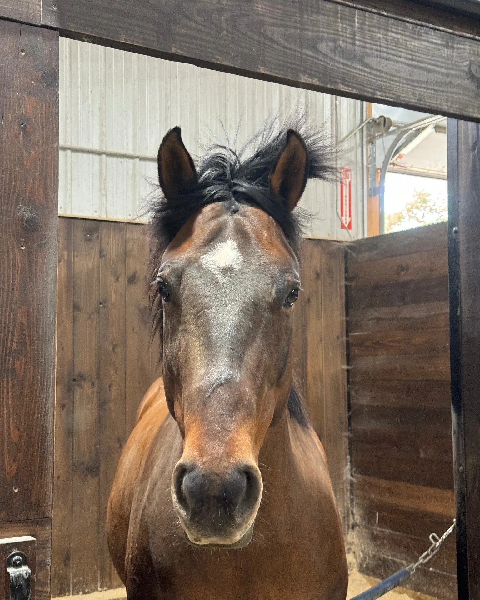 Yes, I woke up like this.
#GlamHorse #NaturalBeauty