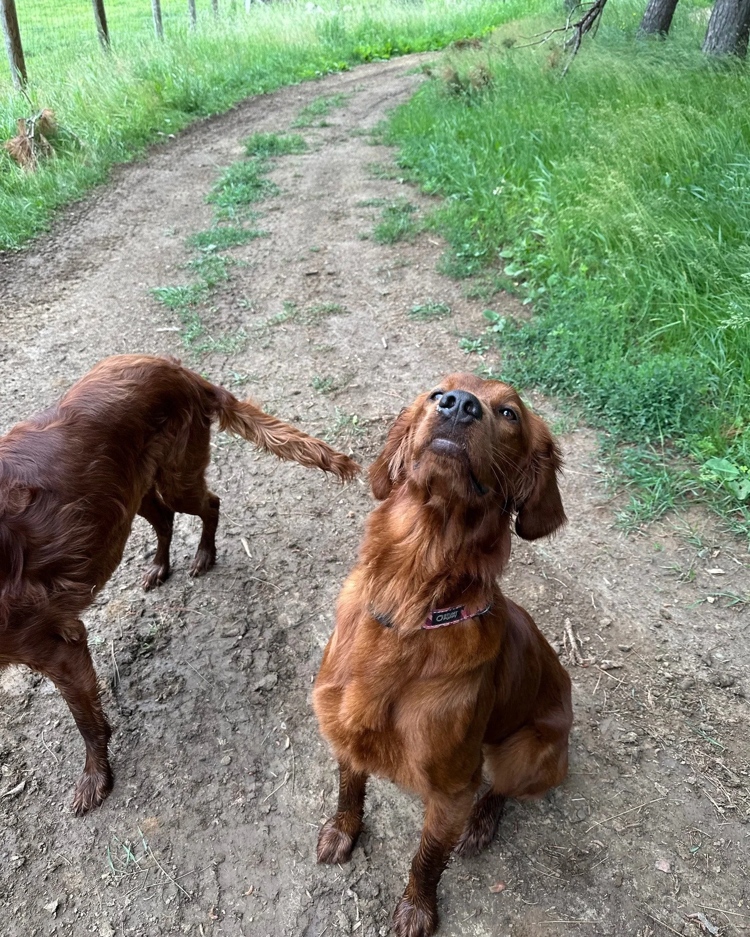 We love our farm dogs!