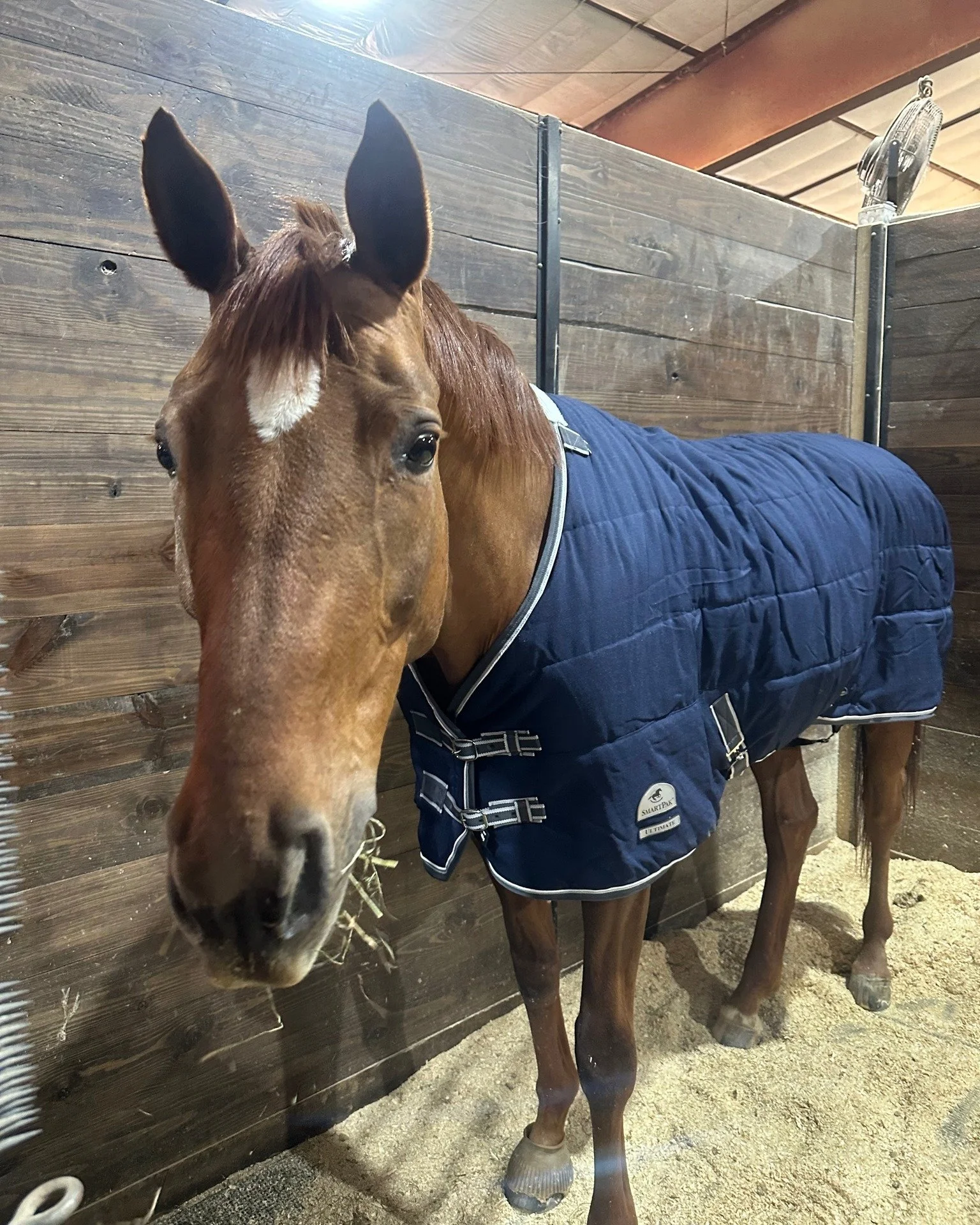 All snuggled in after the first sub zero night of winter.
#CozyHorse #BlanketedUp