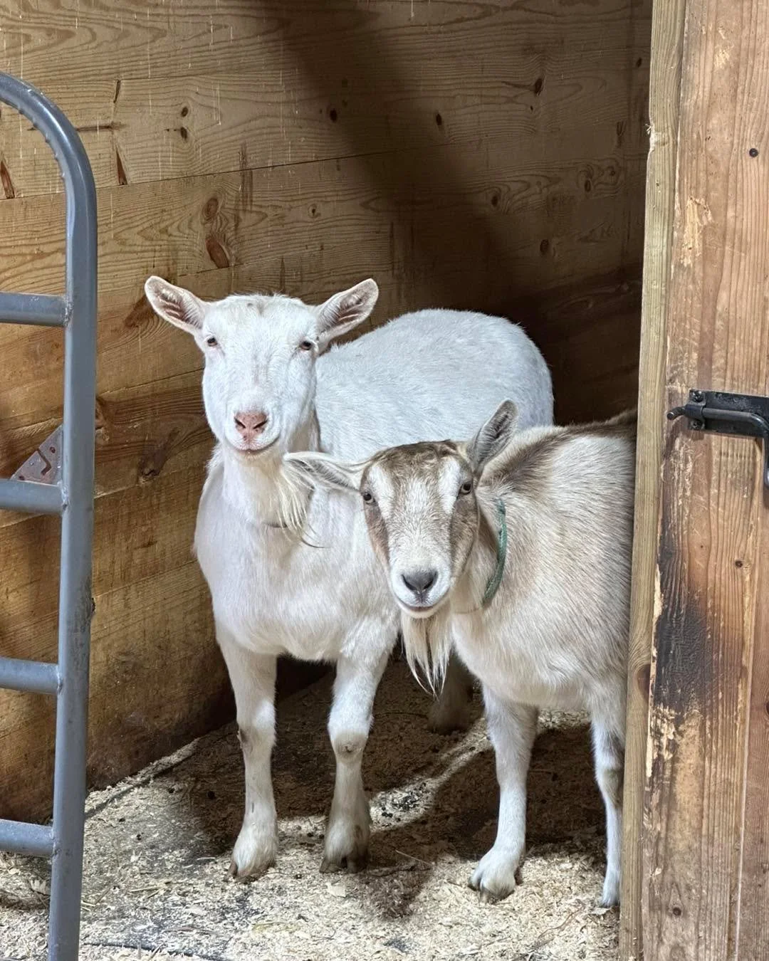 Our quality control supervisors are hard at work as we get the barn ready for the Dani Grice clinic this weekend!