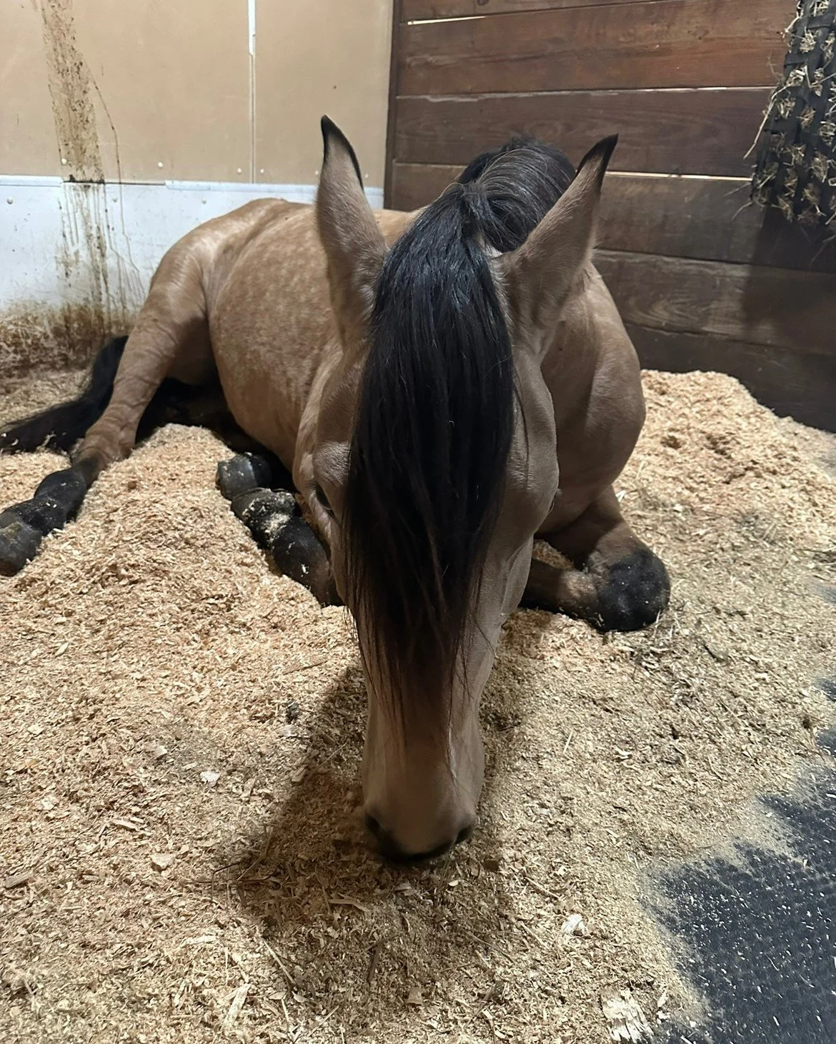 Someone needs a nap!