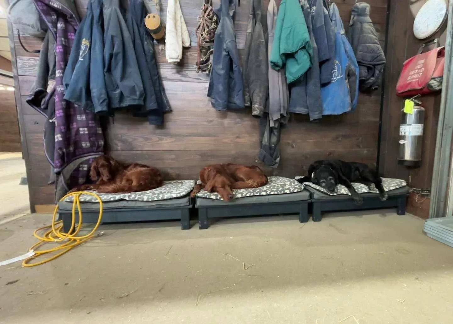 When mom&rsquo;s away and the dogs need to recharge. #farmdogs #sundaynaptime