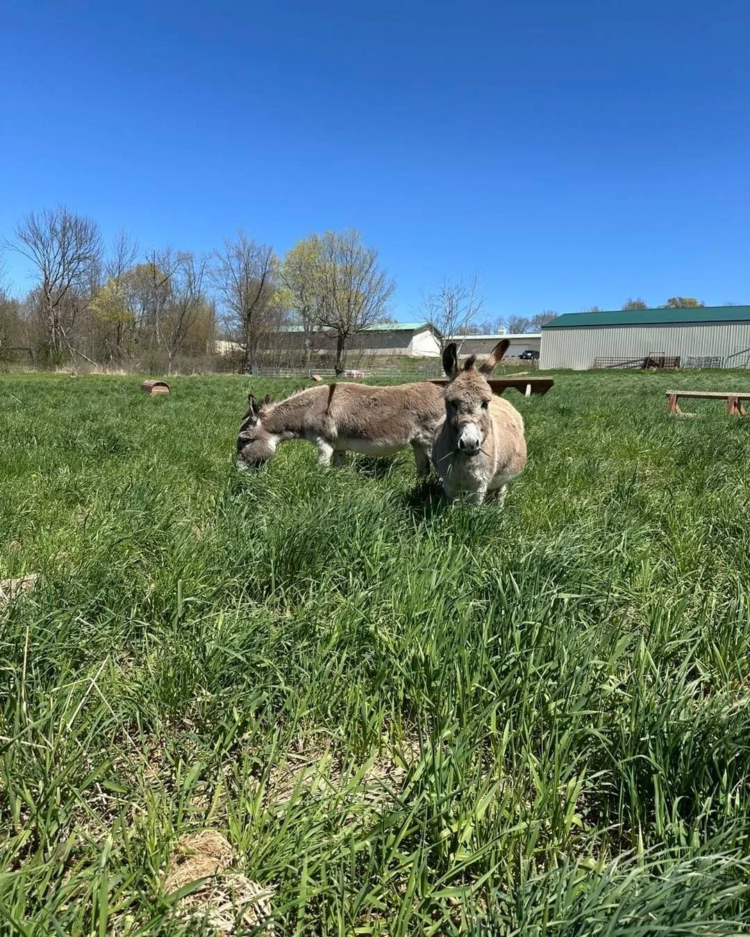 The escapees have discovered the grass is truly greener on the other side of the fence&hellip;