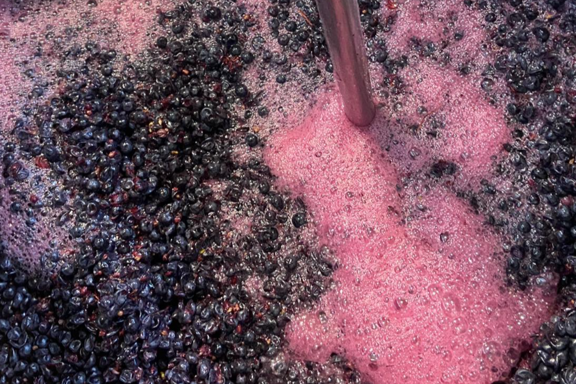 Close-up of dark purple grapes being crushed to make wine with pink foam and a metal tube insert.