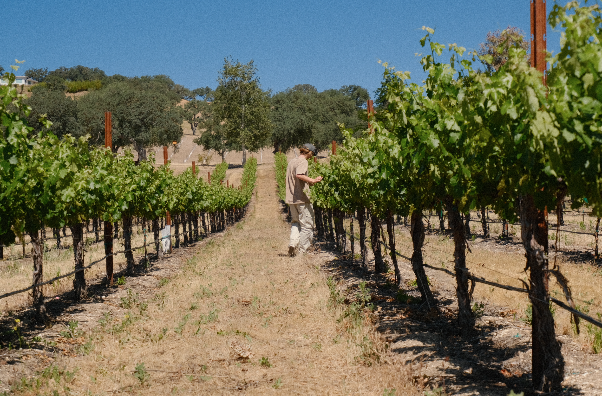 A person walking through a vineyard with green grapevines, some trees, and a clear blue sky in the background.