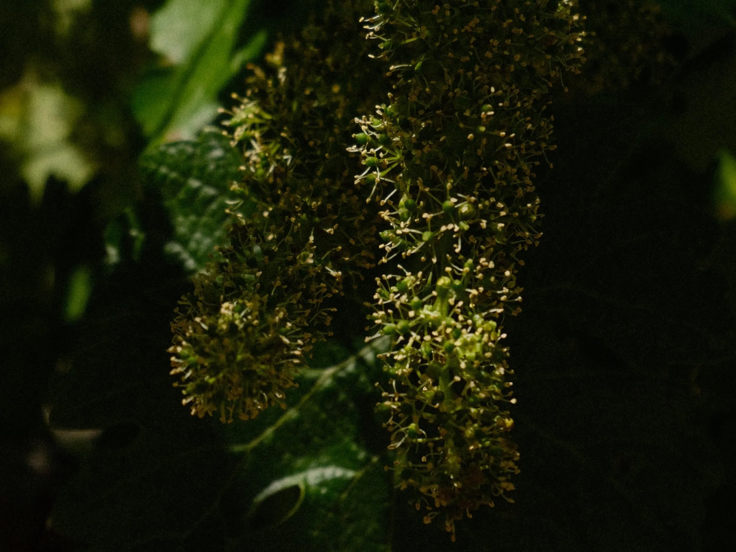 Close-up of green foliage and tiny flowers or buds on a plant, with some leaves partially visible on the sides, in a dark environment.