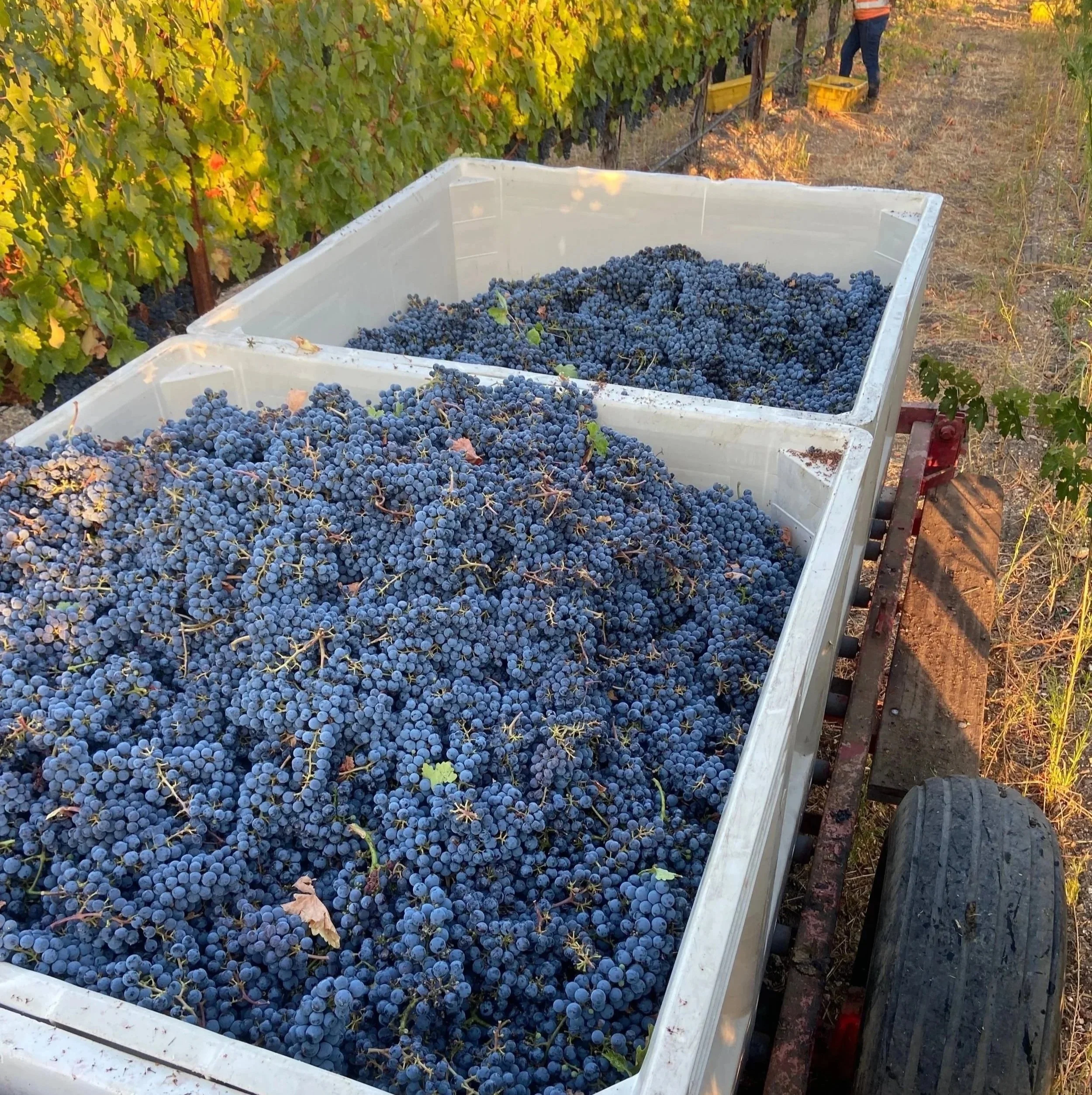 Close-up of a large white container filled with freshly harvested, dark purple grapes at a vineyard during the fall harvest season.