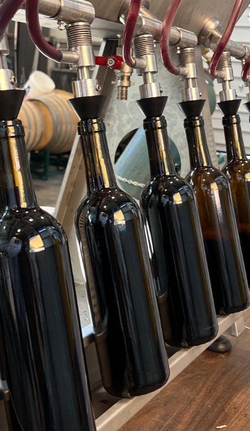 Line of empty glass bottles being filled with wine from a machine.