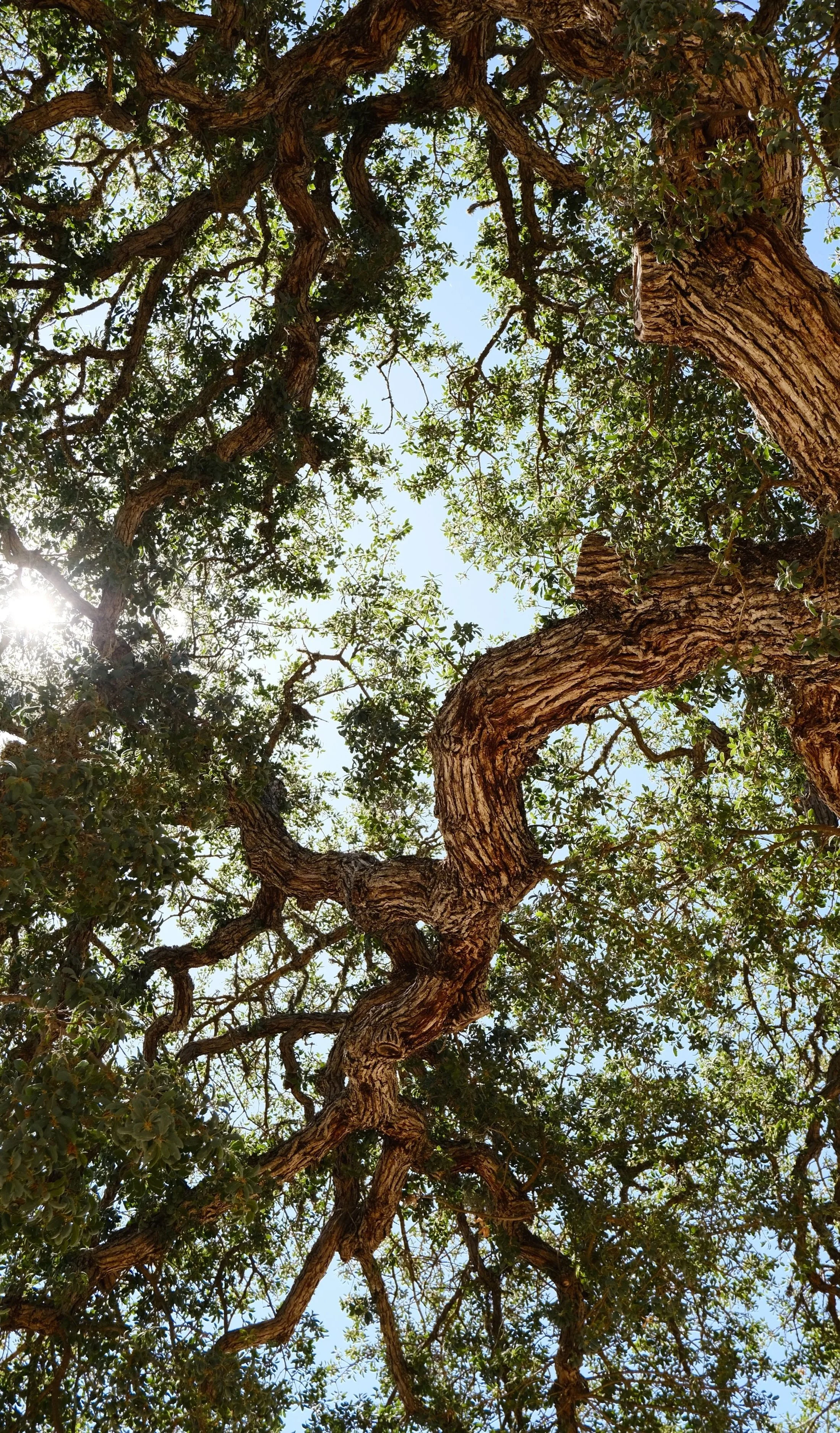 View of tree branches with leaves reaching towards the sky, sunlight peeking from the left side.