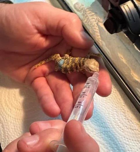 Baloo-Syringe.jpg