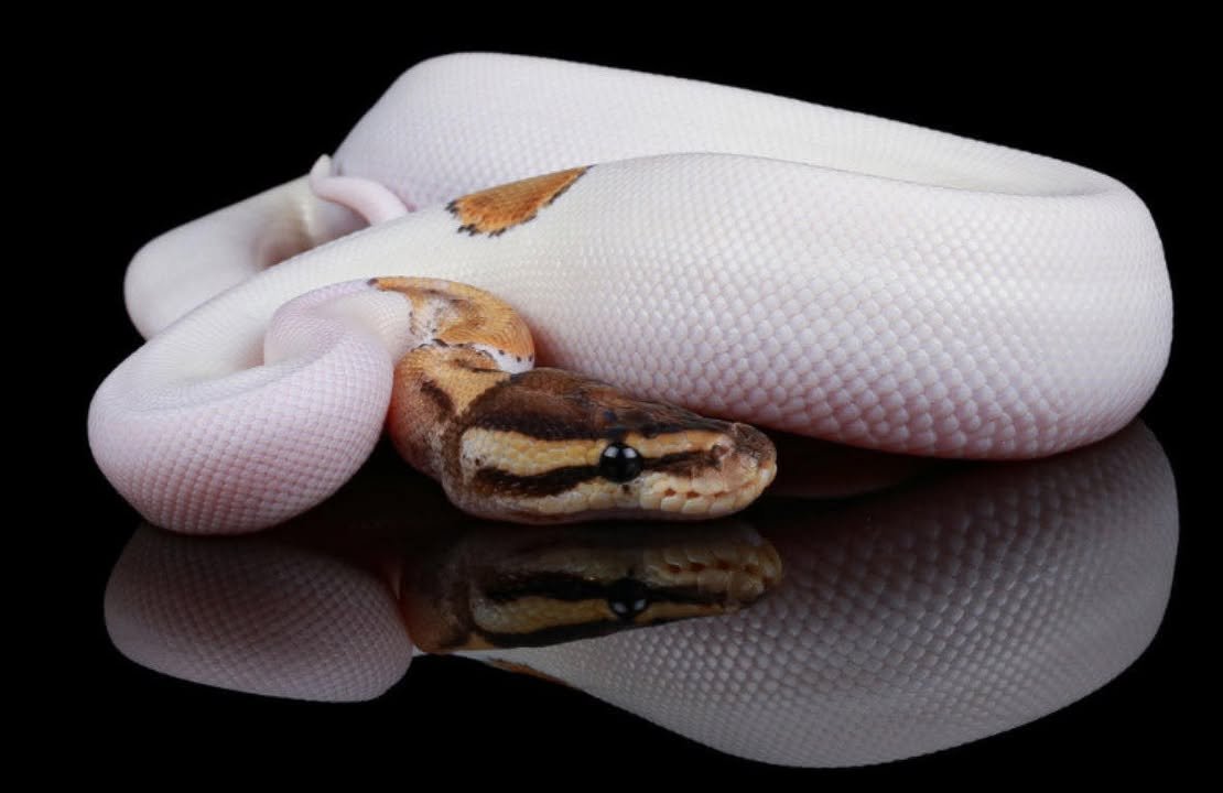 The Journey of Overcoming Fear: A Ball Python Tale