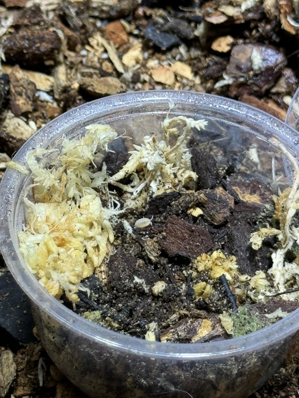 Clean Up Isopods.jpg