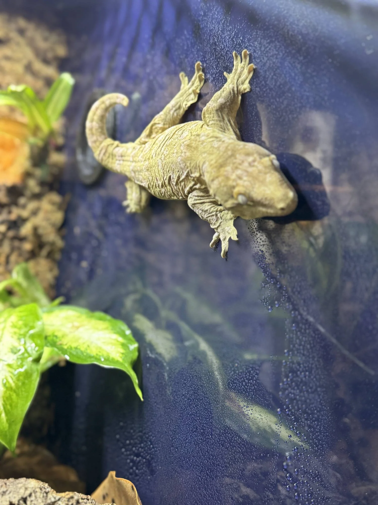 Grogu PVC Surfing.jpg