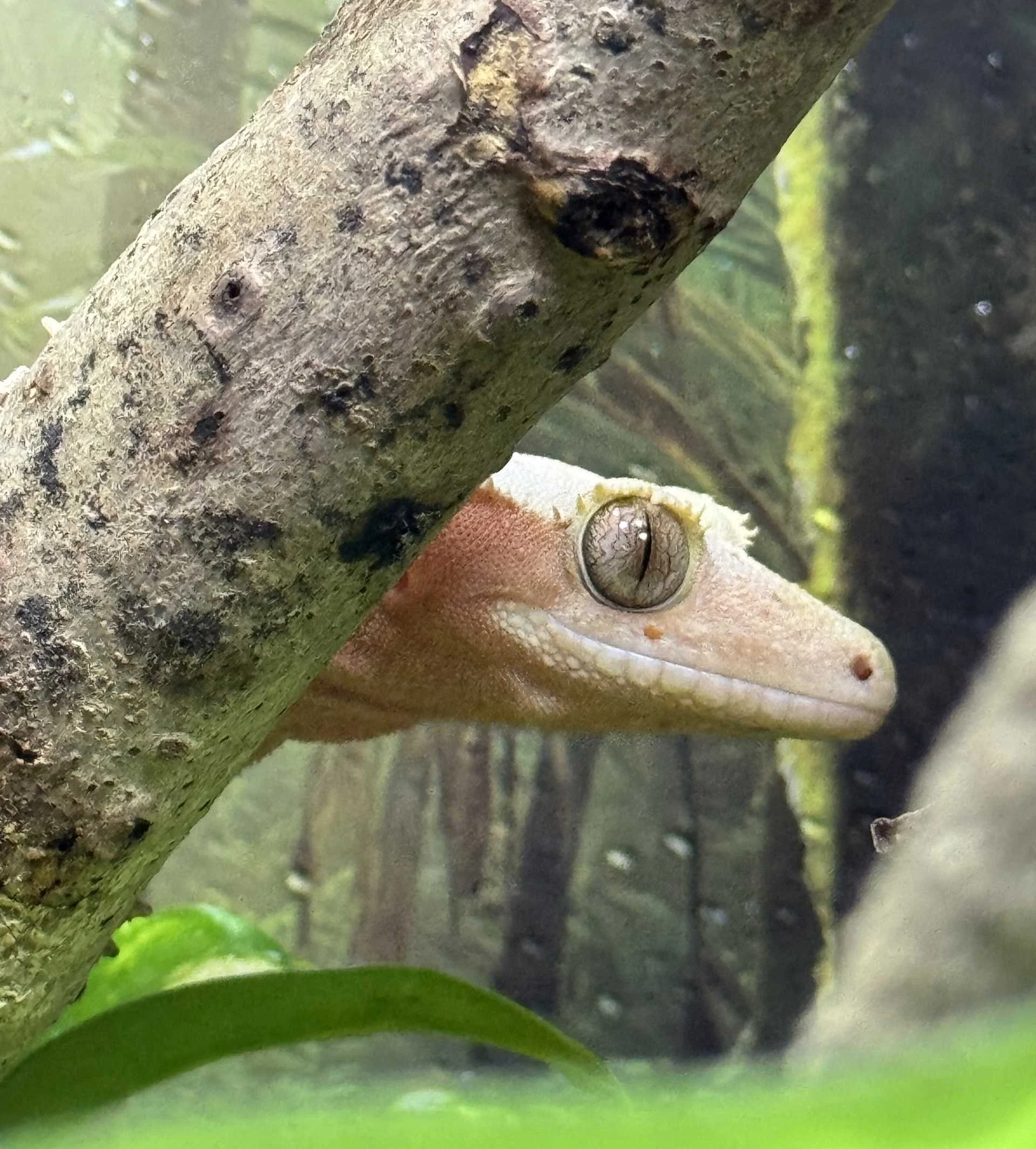 New Geckos, Old Friends