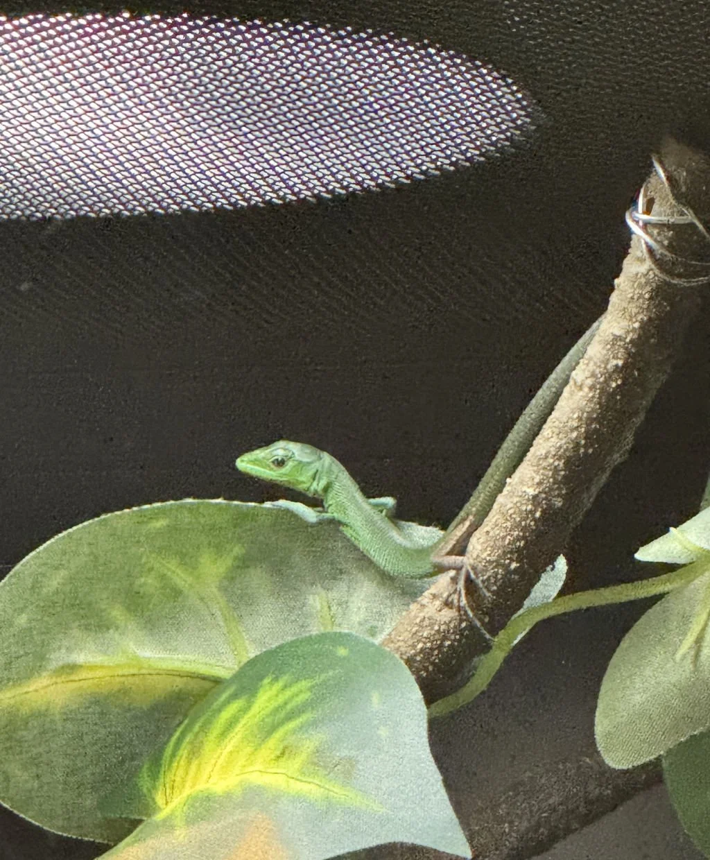 Surprise Baby Boom: Our Green Keeled‑Bellied Lizards Have Unannounced Six Hatchlings!