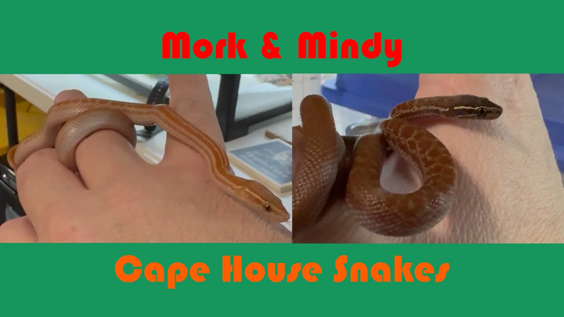 Cape House Snakes: Meet Mork and Mindy