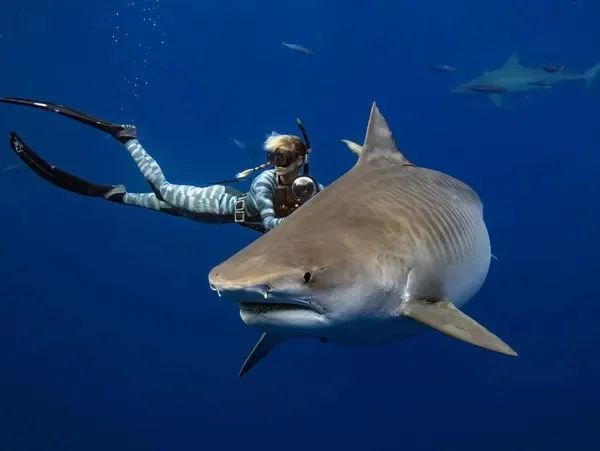 Ocean Ramsay Tiger Shark Up Close.jpg