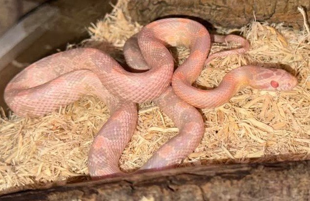 A Slithering Surprise: Our Final Reptile Expo of 2024!