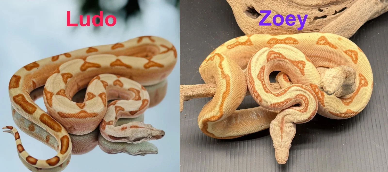 Dad's Snake Redemption Arc: Meet Ludo &amp; Zoey!