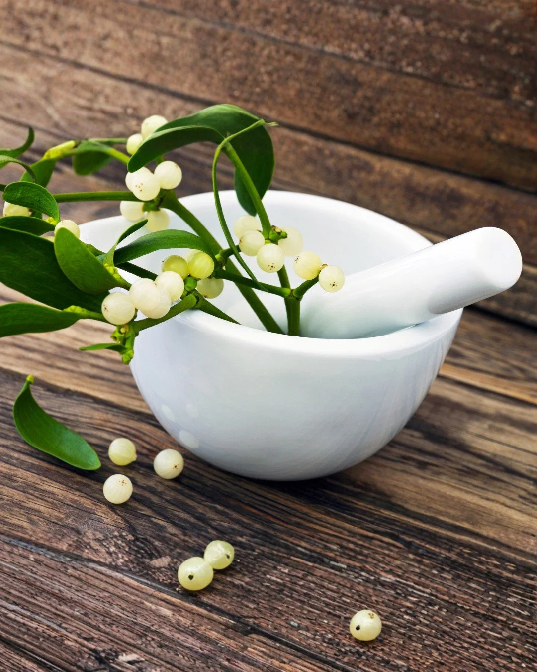 🌿 Integrative Cancer Support: What Is Mistletoe Therapy (Viscum album)?

Mistletoe therapy is a well-established integrative oncology approach used widely in Europe and increasingly worldwide. It&rsquo;s not chemotherapy&mdash;it&rsquo;s a bioregula