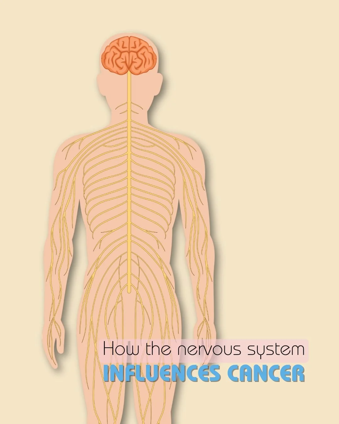 How the Nervous System Influences Cancer&mdash;Beyond the Brain
Emerging clinical and translational research shows that the nervous system not only communicates within the brain and spinal cord&mdash;it also directly interacts with tumors throughout 