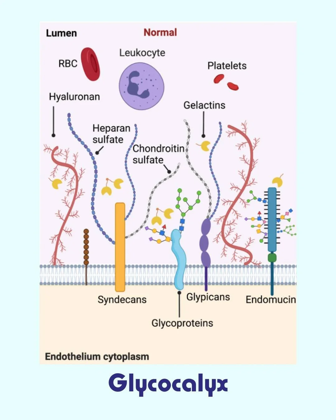 The gut structure most doctors never talk about&hellip;

Most people have heard about the gut microbiome. But very few people know about the glycocalyx.
The intestinal glycocalyx is a microscopic layer of sugars, proteins, and enzymes that coats the 