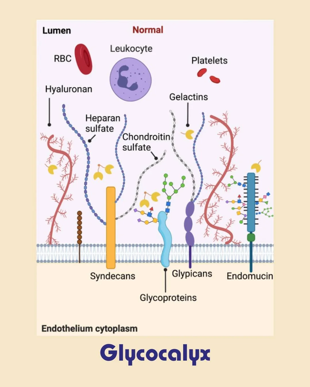 The final stage of digestion happens in the glycocalyx.

Many digestive enzymes are embedded directly within this layer, including enzymes that break down:
&bull; carbohydrates
&bull; peptides and amino acids
&bull; certain fats

Examples include:
&b
