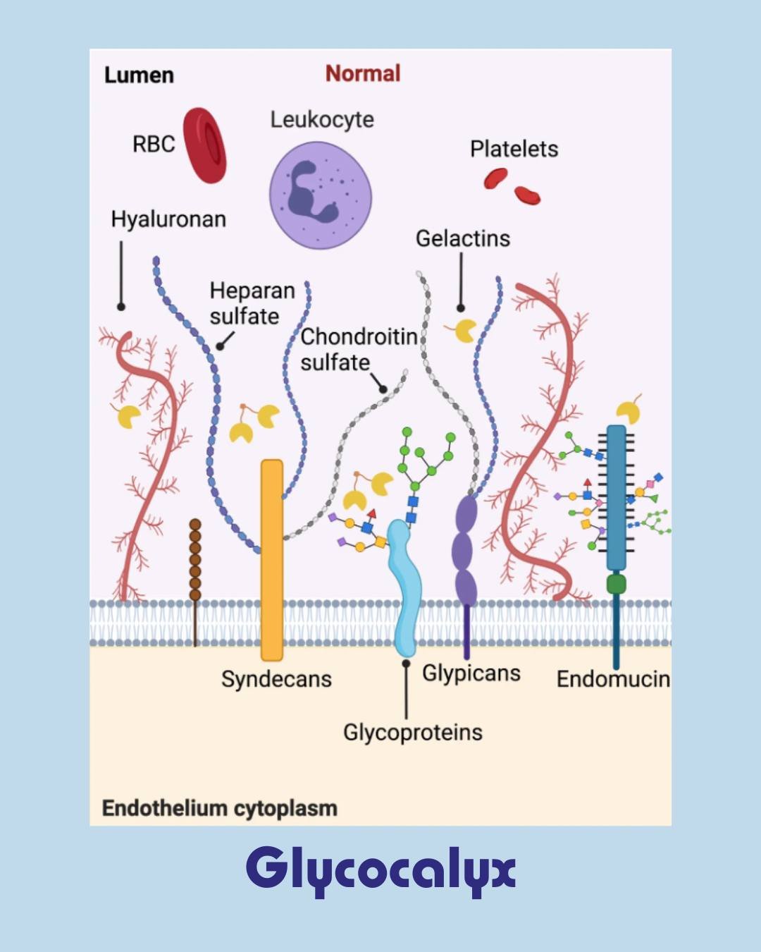The Glycocalyx and the Immune System

Your intestine is the body&rsquo;s largest immune organ.

The glycocalyx plays a critical role in regulating interactions between intestinal cells and microbes.

This layer helps:
&bull; prevent bacteria from att